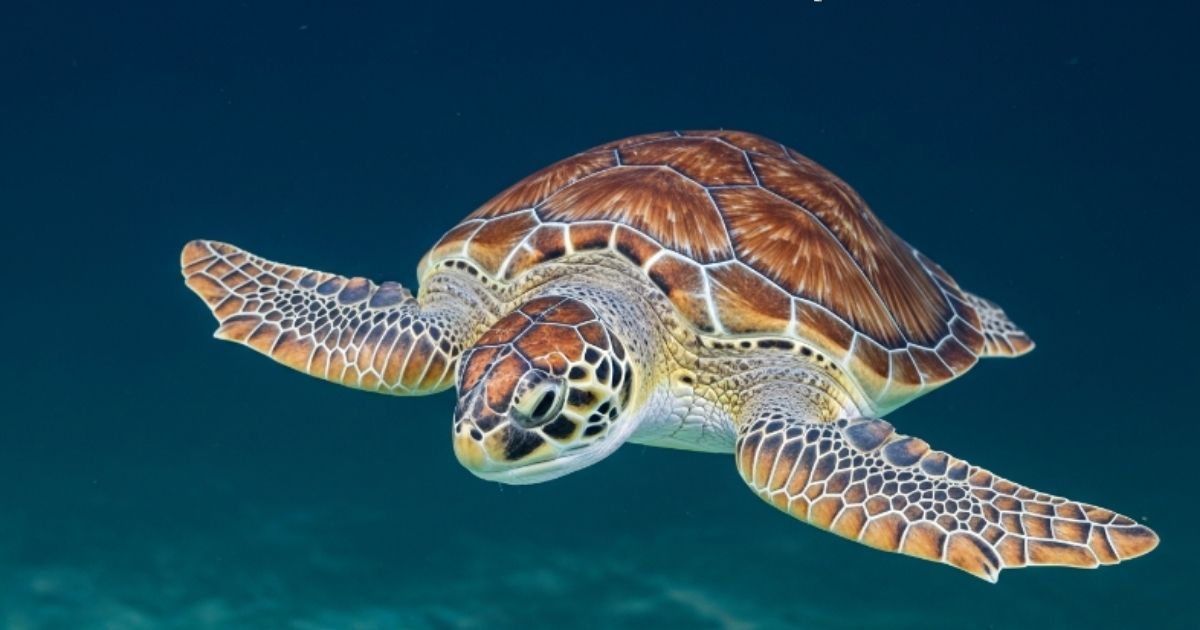 Olive Ridley Sea Turtle